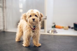 犬の10歳　ペットホテル